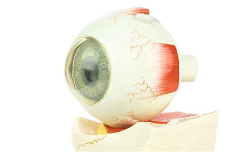 What Is Optic Nerve Damage | Southwestern Eye Center