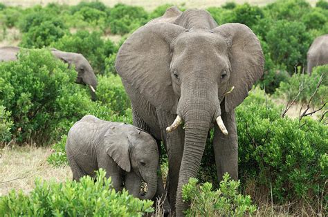 Wild African Elephant Mother And Baby by Gomezdavid