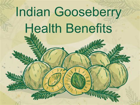 Indian Gooseberry Health Benefits - Effective Herb