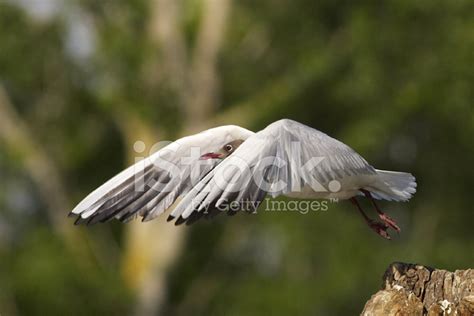 Bird Taking Off Stock Photo | Royalty-Free | FreeImages