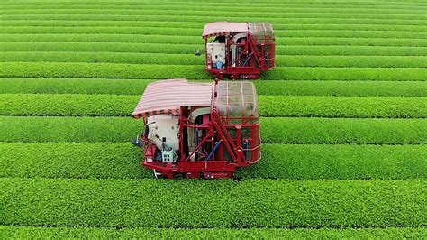 The Success Of Tea Farming & Harvest Japan | Green Japanese Tea ...