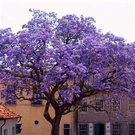 14 Beautiful Purple Flowering Trees in Spring - ProGardenTips