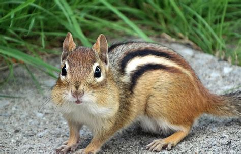 Chipmunk facts, striped rodent (Marmotini) habitat and diet