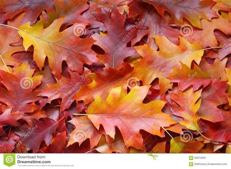 fall-leaves-background-stock-photos-yellow-autumn-oak-leaf-orange-backdrop-56313205