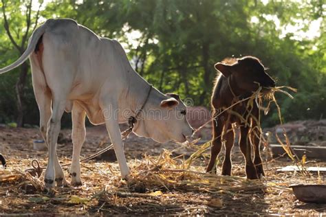 Buffalo and Cow Calf is a Breed of Water Buffalo in Animal Farm ...