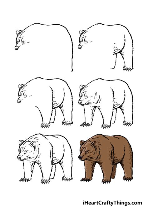 Grizzly Bear Drawing Step By Step