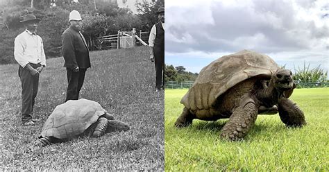 Jonathan the 190-Year-Old Tortoise Was Photographed in 1886 and Today | PetaPixel