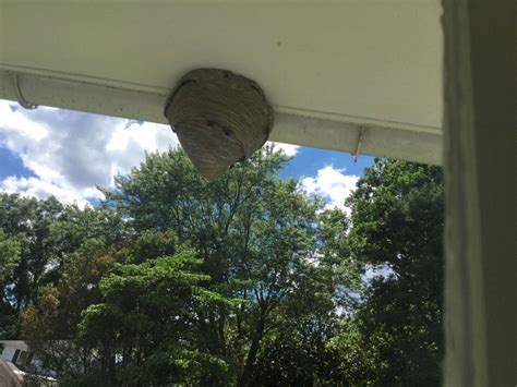 european hornet nest in tree - Hortense Corrigan