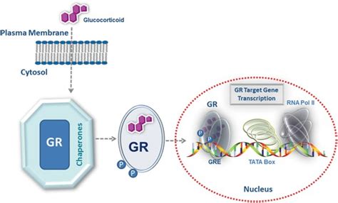 Glucocorticoid Receptor Structure and Function | SpringerLink