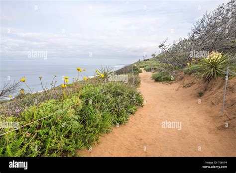 Guy Fleming Trail at Torrey Pines State Natural Reserve. La Jolla, California, USA Stock Photo ...