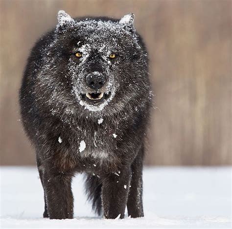 Pin by Chris Steenkamp on Animals | Timber wolf, Wolf dog, Black wolf