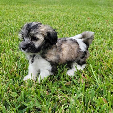 Brown Maltipoo Puppies For Sale Archives - Michele's Puppies & Paws