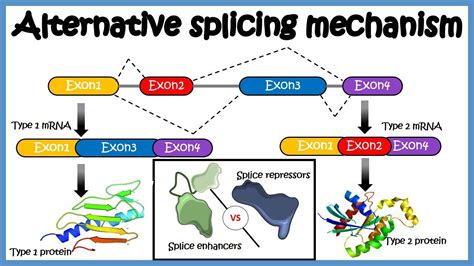 Alternative splicing ( mechanism and its regulation ) - YouTube