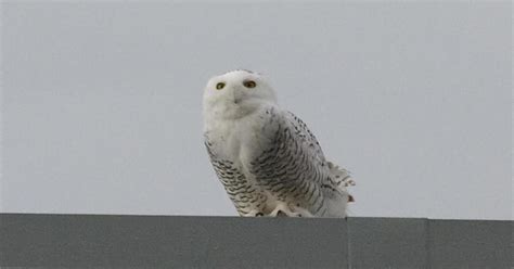 Tech Used To Track Snowy Owls As Fundraising Efforts Take Flight - CBS ...