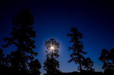 Premium Photo | Picture of the backlight tree silhouette over a blue sky