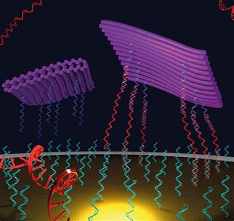 DNA origami boosts electrochemical biosensor efficiency - Hypr