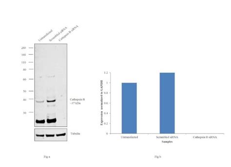 Cathepsin B Antibody (PA5-17006)