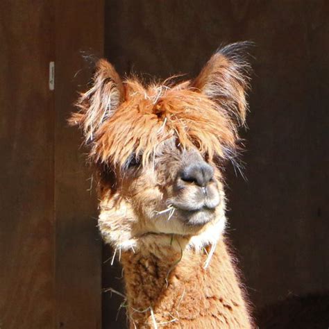 A fuzzy-headed alpaca in the feeding / petting area — - Capron Park Zoo in Attleboro, MA | Zoo ...