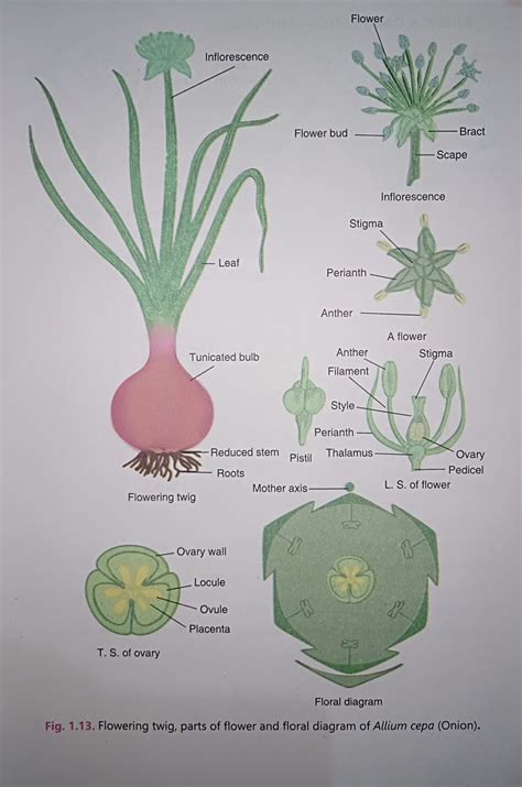 Onion.... | Botanical flowers, Sketch book, Nursing school notes