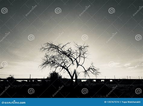 Silhouette of Tree Branch with Sunset Background Stock Photo - Image of ...