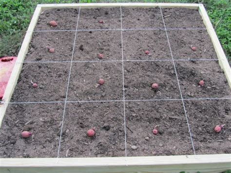 Potato Plant Spacing: How Far Apart to Plant? | TheBestGardeningInfo