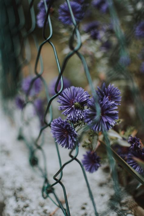 Free Images : flower, purple, flowering plant, lavender, botany, spring, wildflower, petal ...