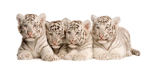 330+ White Tigers Cubs Stock Photos, Pictures & Royalty-Free Images - iStock