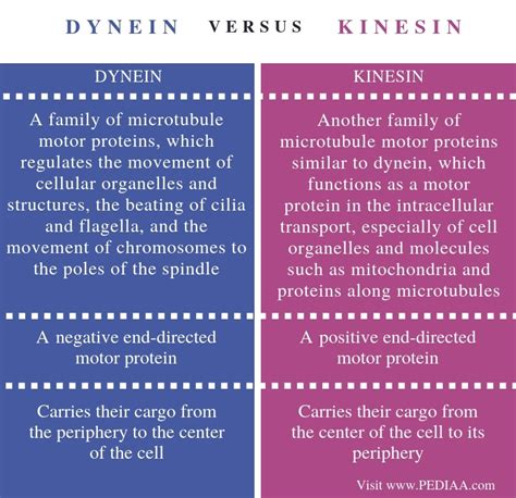 What is the Difference Between Dynein and Kinesin - Pediaa.Com