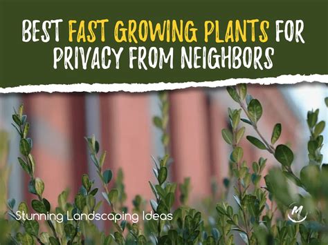 The 11 Best Fast Growing Plants for Privacy from Neighbors 2023