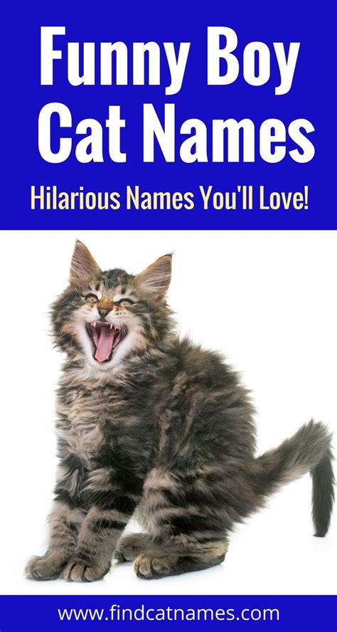 Names - Find Cat Names | Funny cat names, Kitten names boy, Boy cat names