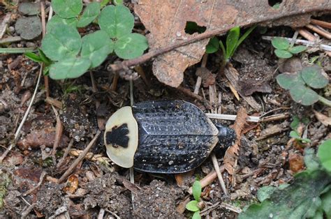 American Carrion Beetle – The Big Wooden Tent