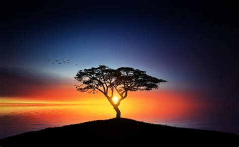 Sunset on the tree Photograph by Bess Hamiti - Pixels