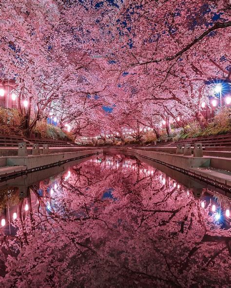 Visit Japan: If you think cherry blossoms are fantastic during the day, imagine walking alon ...