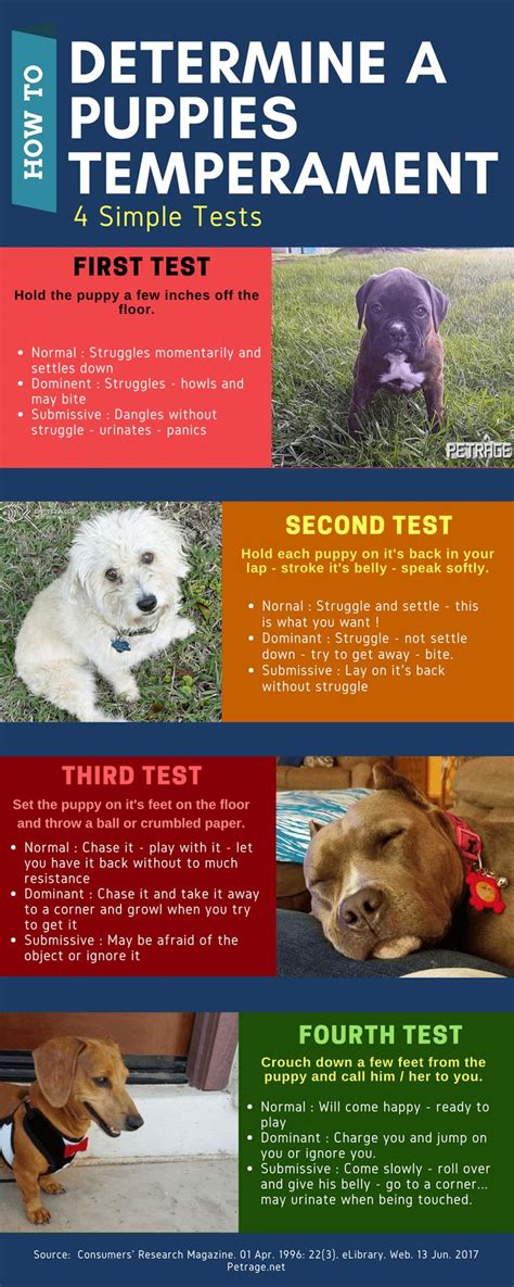 4 Simple Tests To Determine A Puppy's Temperament | Easiest dogs to ...