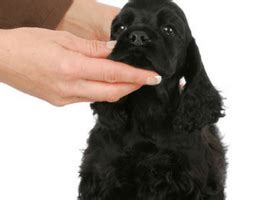 How To Treat And Prevent Lipomas in Dogs - Fidose of Reality