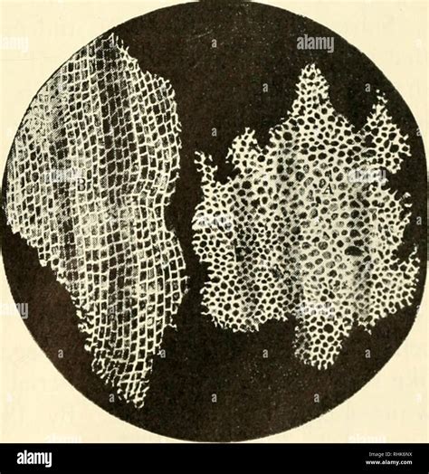 Robert hooke microscope hi-res stock photography and images - Alamy