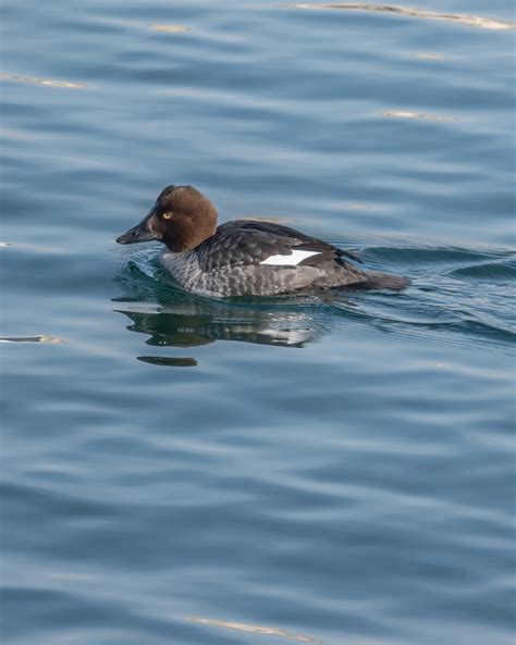 Identification of 9 Diving Duck Species: A Photographic Guide | Miles Hearn