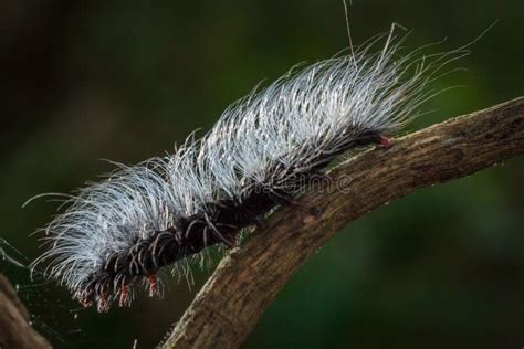 Worms stock image. Image of garden, nature, fuzzy, larva - 79784371