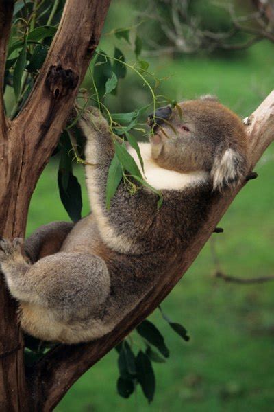 What Are the Physical Adaptations of a Koala Bear? | Sciencing