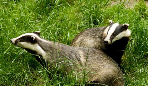 British badger guide: natural habitat, diet and how to spot - Countryfile.com