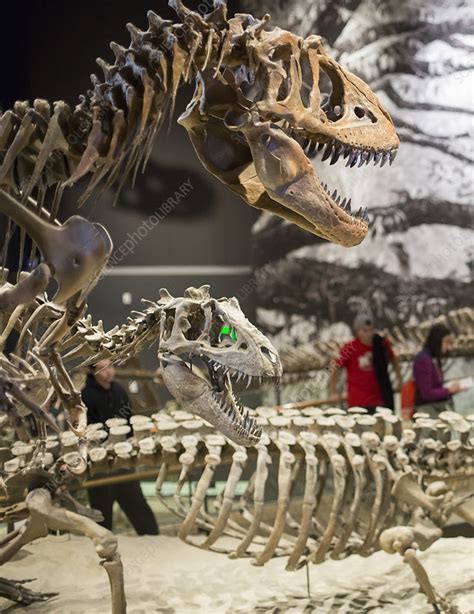 Theropod dinosaur fossils display - Stock Image - C023/8344 - Science Photo Library