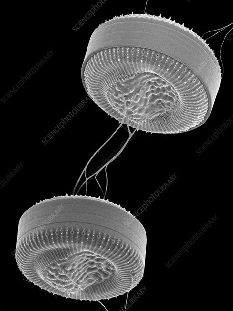 Cyclotella marine diatom, SEM - Stock Image - C037/0653 - Science Photo Library