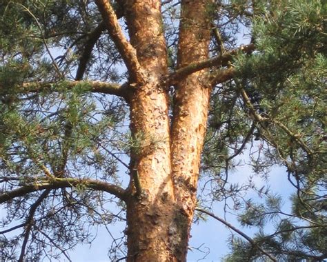 Scots Pine - Tree Guide UK - Scots Pine tree identification