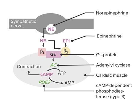 Phosphodiesterase Inhibitors | Concise Medical Knowledge