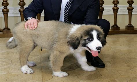 Vladimir Putin and Buffy, his cute little Alpha dog | Daily Mail Online