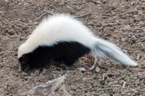 The Eastern hog-nosed skunk is the largest of all skunks in North ...