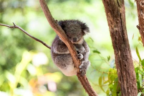 Introducing our New Koala Diet