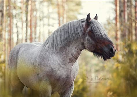 Brabant horse by Olesya Nickolaeva on 500px | Horses, Brabant horse, Draft horses