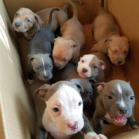 44+ Adorable Pitbull Mixed Breeds in 2020 (With images) | Puppies, Pitbull puppies, Cute animals