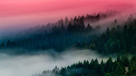 Foggy Forest 4K 8K Wallpapers | HD Wallpapers | ID #29066